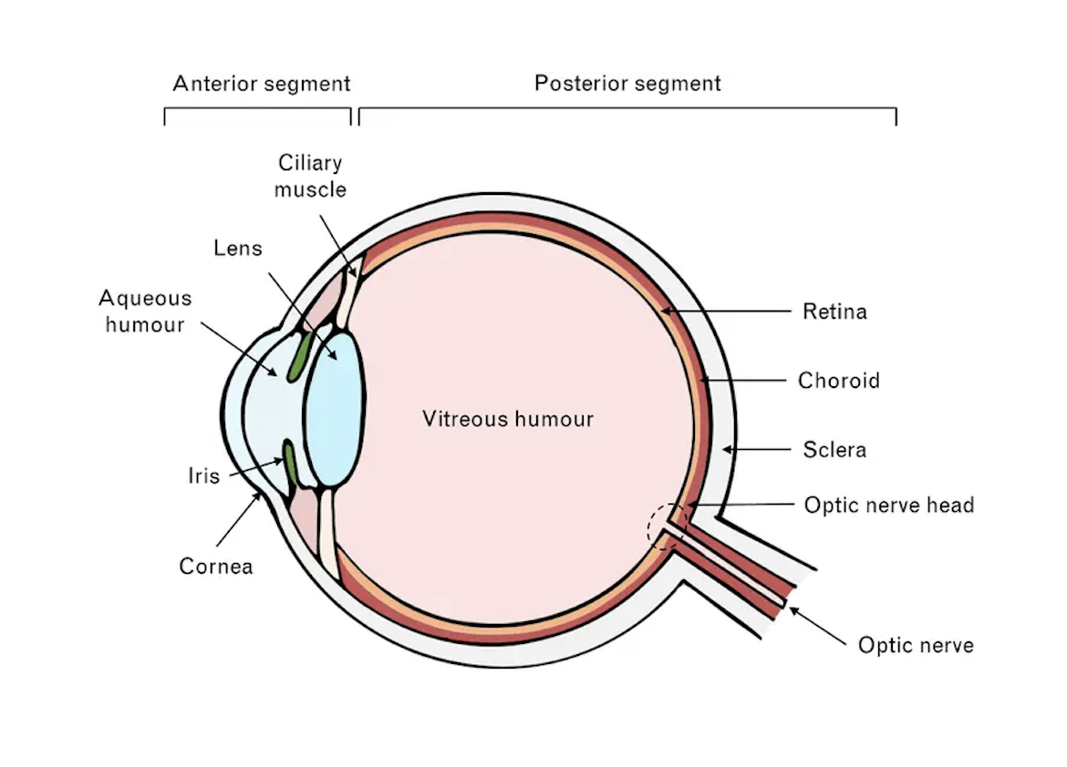 Close-up of an eye illustrating eye strain and dryness