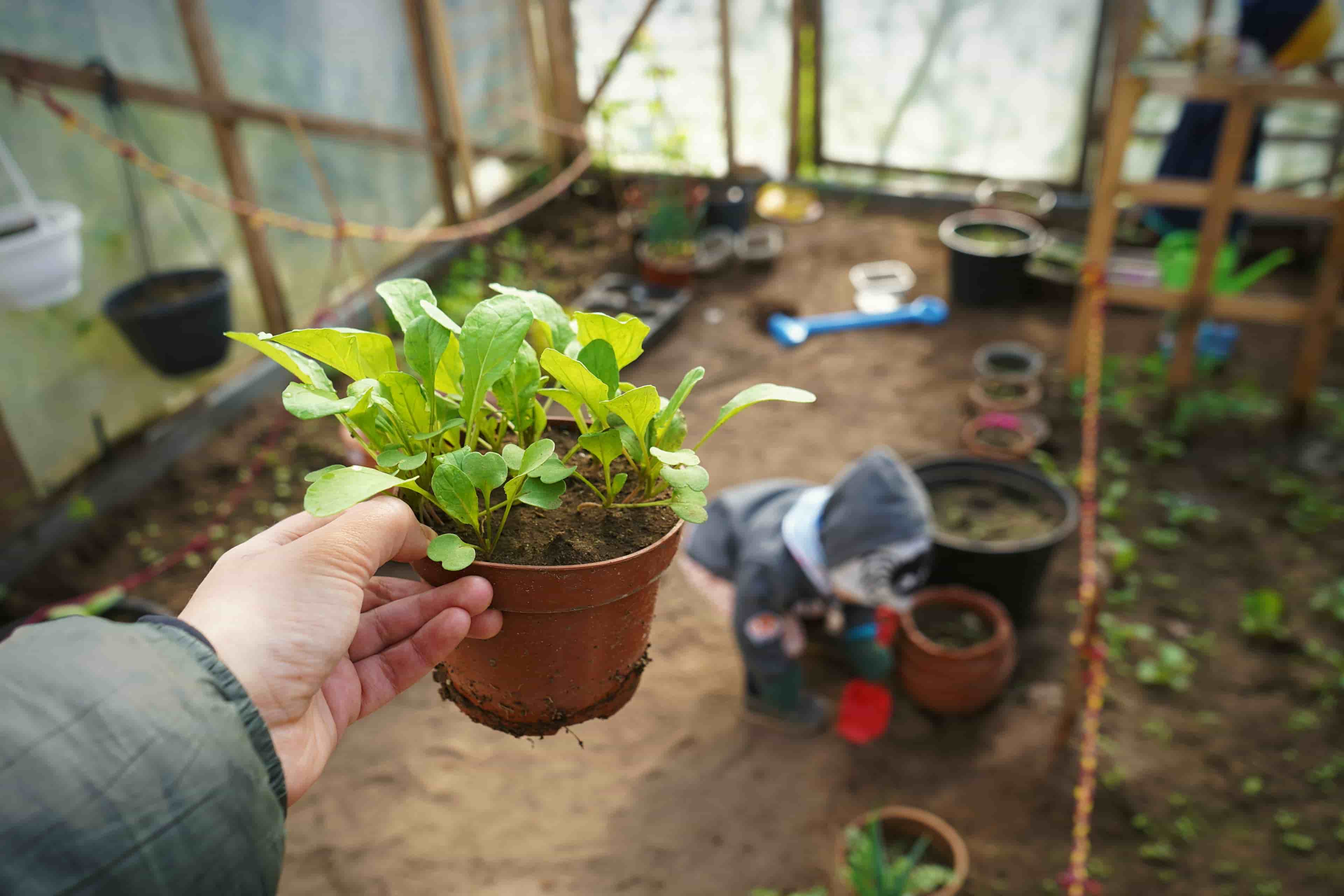A person holding a plant while pursuing a relaxing hobby at home